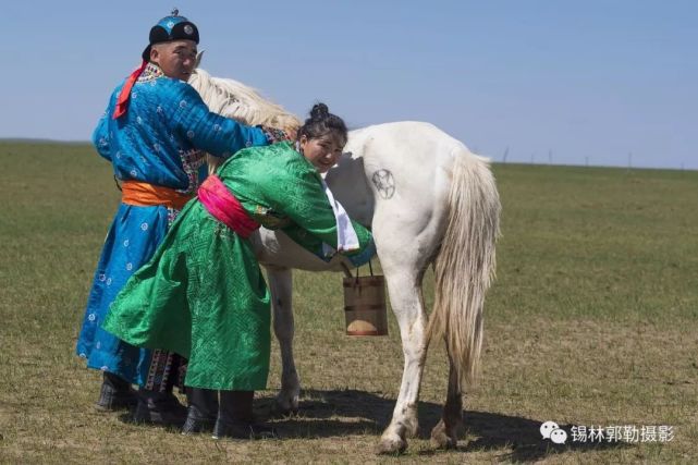 在内蒙古锡林郭勒盟每年的夏天都要举办"马奶节,节前家家要宰羊做手