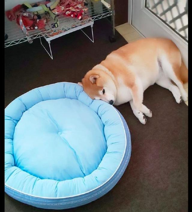 主人给柴犬买了新狗窝，它却丝毫不领情，狗：我还是喜欢睡地板！