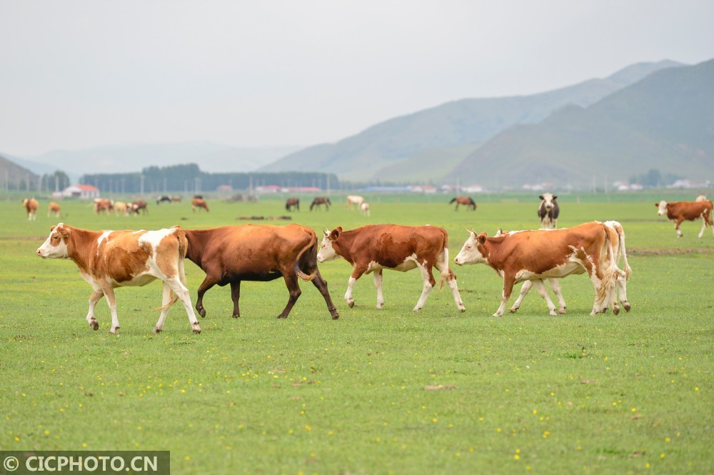 2020年7月28日,在内蒙古赤峰市巴林左旗乌兰坝草原,牛群在散步.