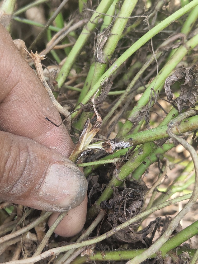 花生菌核病如何防治?正确识别症状,科学用药防治