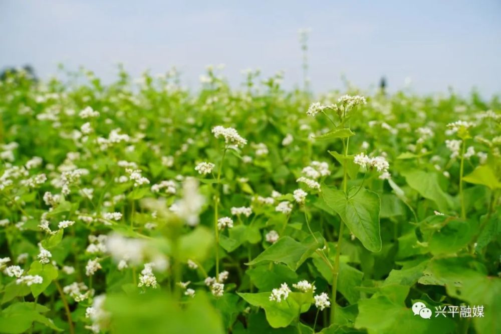 原来 这是天茁药材种植合作社 百亩柴胡荞麦套种基地