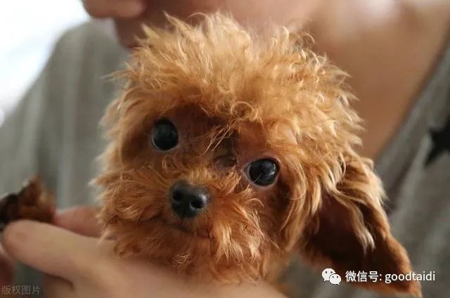 泰迪喜欢咬手怎么纠正