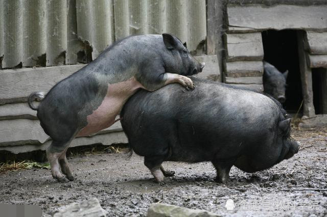 母猪繁殖要点在未配种之前做好这几步多产几头小猪仔不成问题