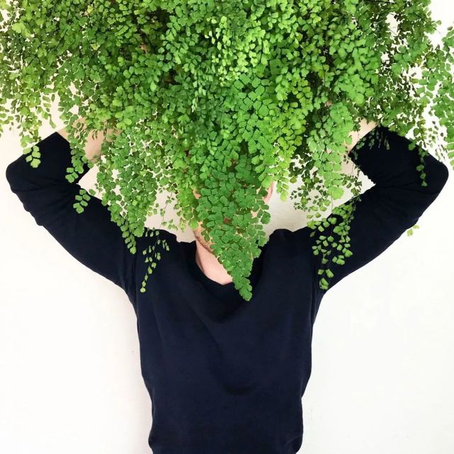 养了好多年的铁线蕨(maidenhair fern),超级喜欢它,一直对我不离不