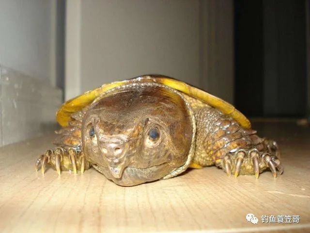 野钓留意,新增一批牢底坐穿龟,不管钓到抓到你要放掉