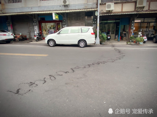 老狗街头画出6米“鬼画符”，主人说：它的癖好很奇怪