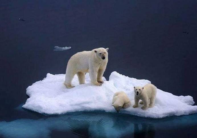 北极熊活不了多久,人类在摧毁它的一切,研究员称只能活到2100年