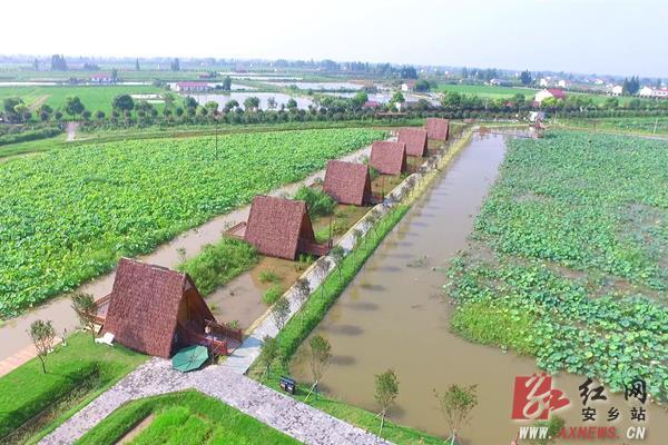 安乡:第四届荷花节7月31日启动 美丽仙桃村"荷"你相约