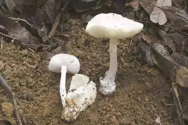 吃最“毒”的菌，住最贵的ICU？