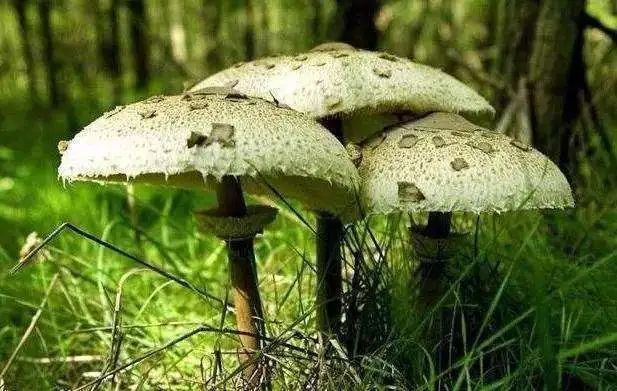 吃最“毒”的菌，住最贵的ICU？