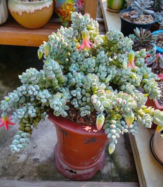 多肉开花会要命?养盆达摩福娘,做到3点,无需犯愁观花赏叶