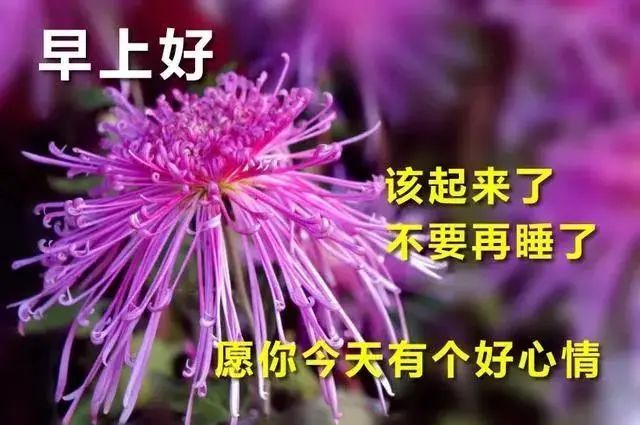 中老年表情包;聊天不用打字带字动图早上好祝福;对自己有信心,对别人