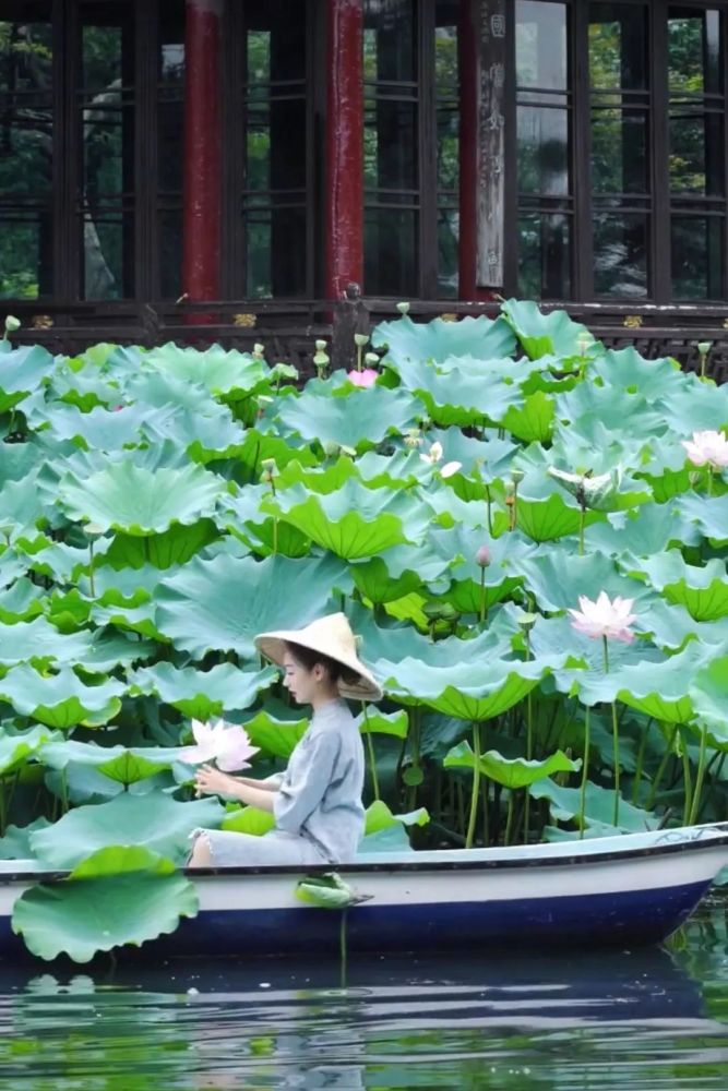 躲开西湖人群,20元就能摇橹船看荷花,摘莲蓬