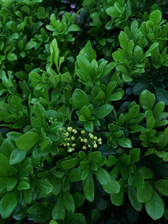 夏天栽种米兰花,病态要尽快解决,生长才健康