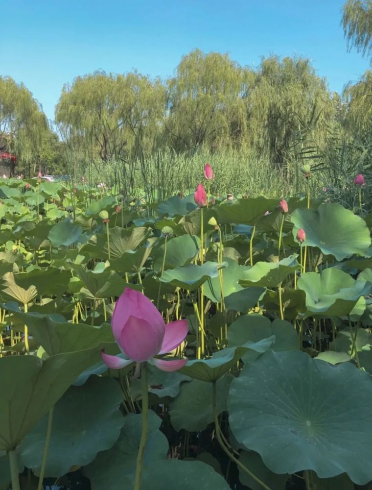 北京夏日赏荷攻略来了!这份专属夏天的美景,别错过