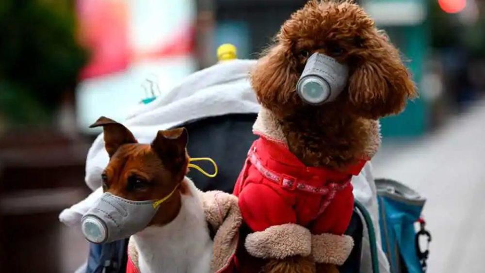 美国出现第一只因感染新冠病毒而死亡的狗狗 但它是被主人实施了安乐死