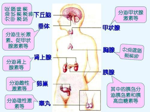 激素类药物副作用大，为什么医生还开？其实盲目拒绝更不对