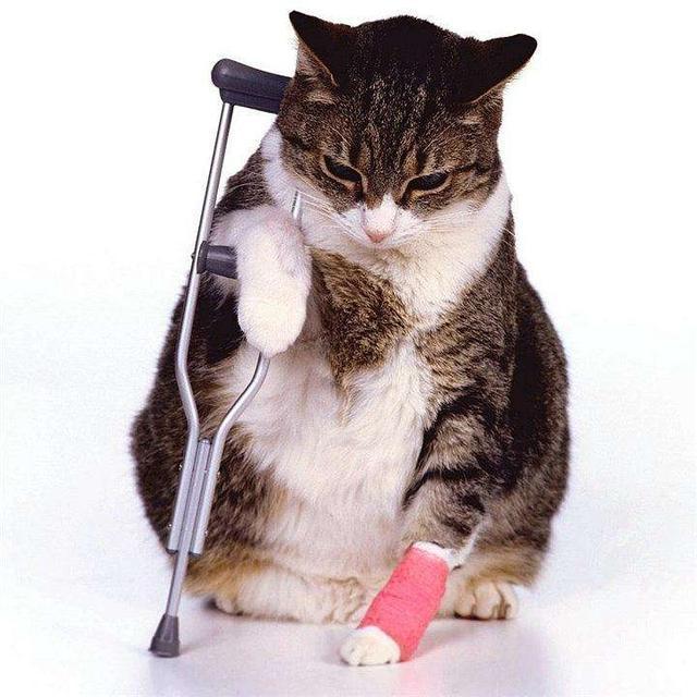 猫咪意外受伤后该怎么办？这些应急方法或许对你有帮助