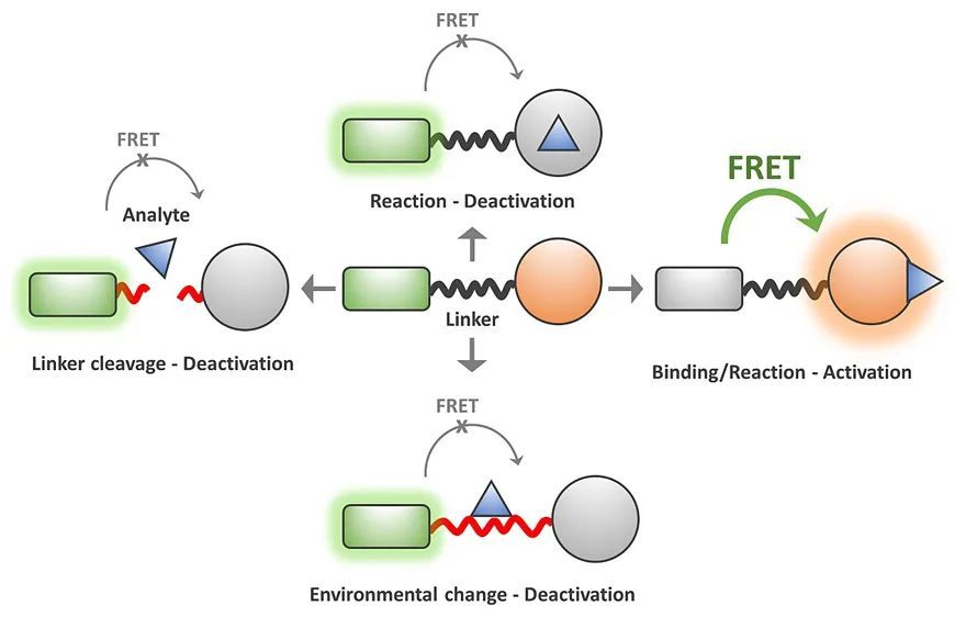 chemsocrev基于frster共振能量转移的小分子荧光探针