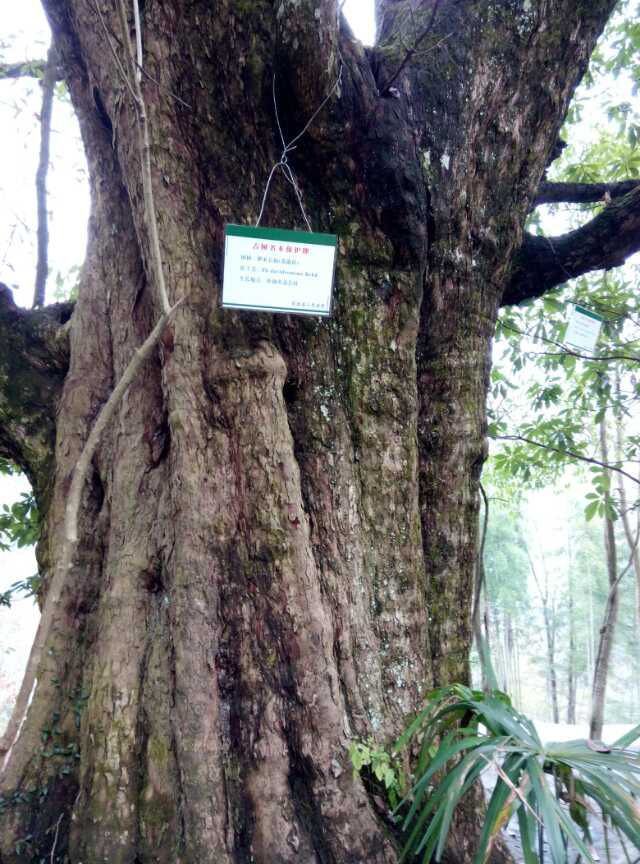 高岩寨的千年古树(合心树)