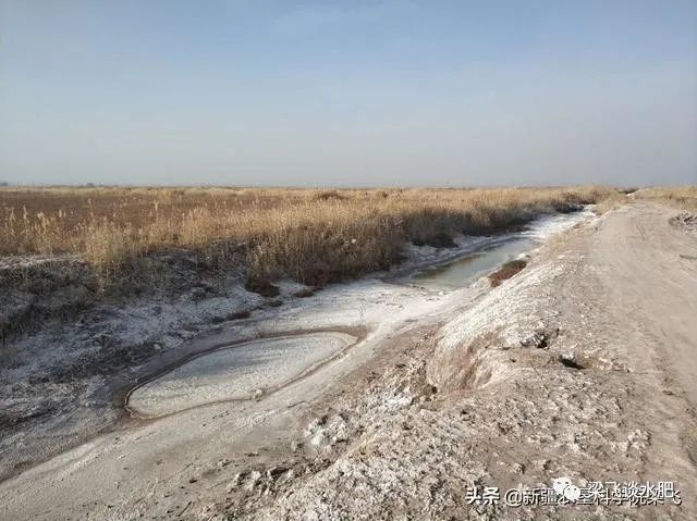 新疆农田土壤母质含盐,灌溉水含盐,加上盐斑碱斑地往往是一个区域较