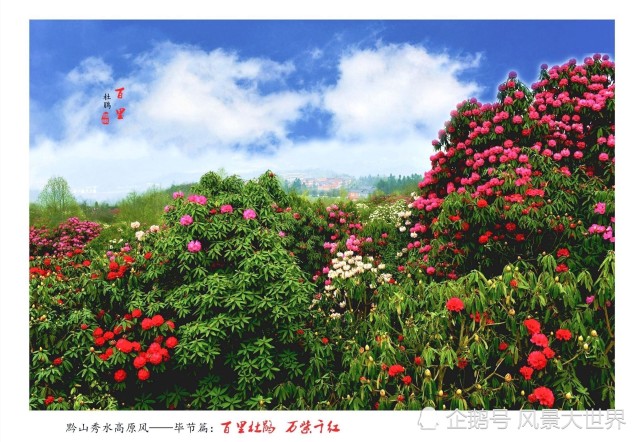 百里杜鹃,南与黔西县相邻,西北与大方县接壤,东与金沙县偎依,总面积