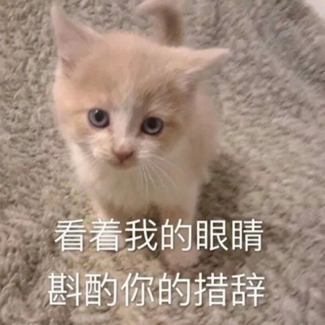 无水印表情包:可爱猫咪请笑纳