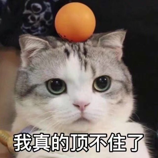 无水印表情包:可爱猫咪请笑纳