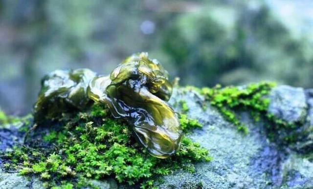 因为只有在雷雨过后才会出现,还有其他的名字叫做雷公菜,雷公菌.