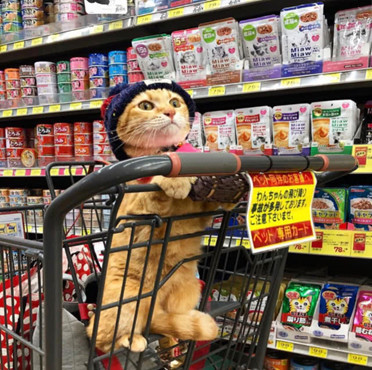 铲屎官带着橘猫逛超市，结果下场太惨烈了，这眼神真让人拒绝不了