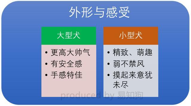 约克夏狗狗身材只有iPhone大，主人想给它扎辫子，怎料它张口就咬