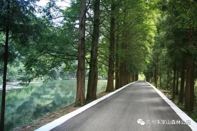 朱家山国家森林公园位于贵州中部乌江畔的瓮安县境内,总面积4888.