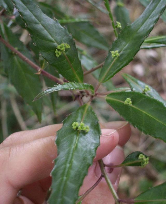奇特植物"叶上珠,开花和结果都在树叶上完成,我国有全部种类