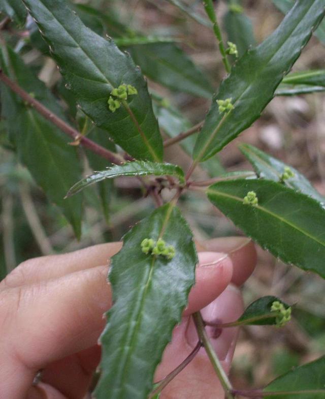 奇特植物"叶上珠",开花和结果都在树叶上完成,我国有全部种类