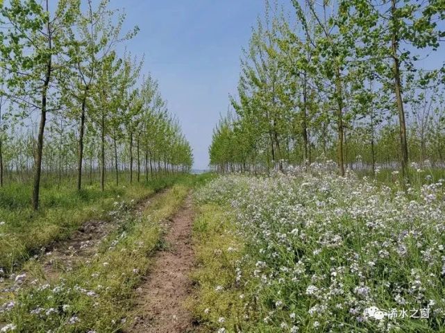 铁板洲,巴河镇人心中的痛|铁板洲|巴河镇|浠水县|伍洲|长江