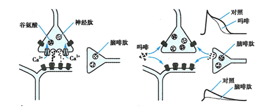 吗啡作用机制