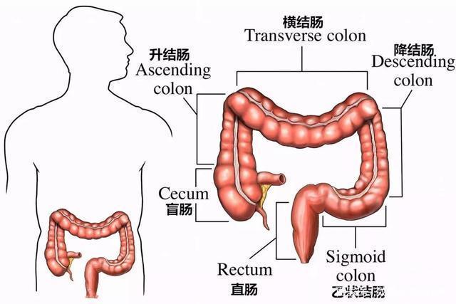 结肠和直肠解剖示意图