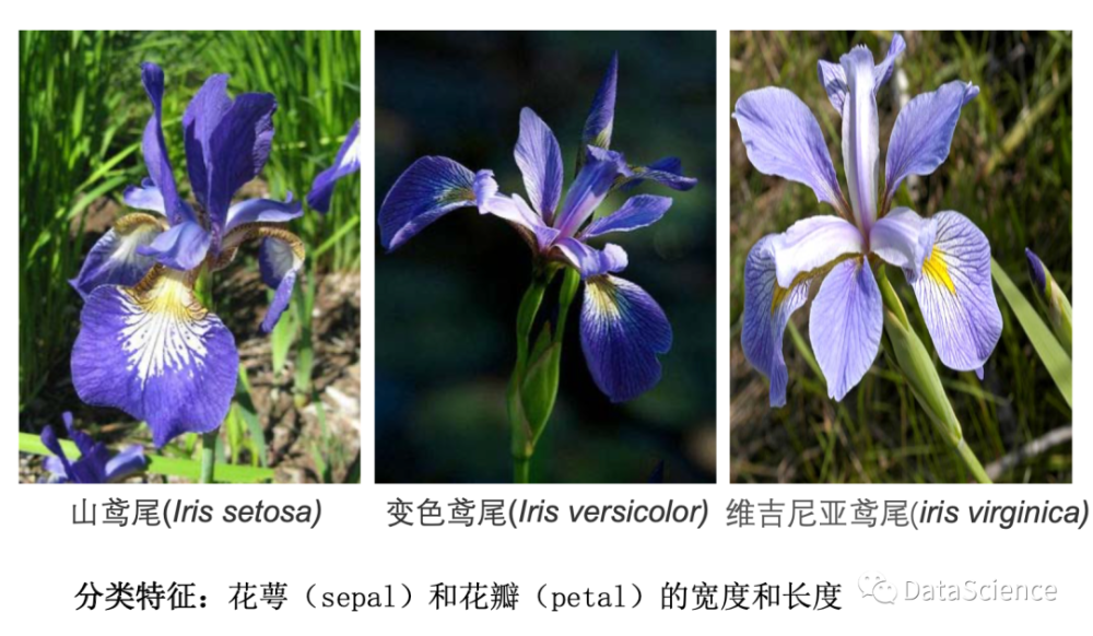 并绘制评价分类性能的pr曲线图 认识分类任务和数据集 iris(鸢尾花)