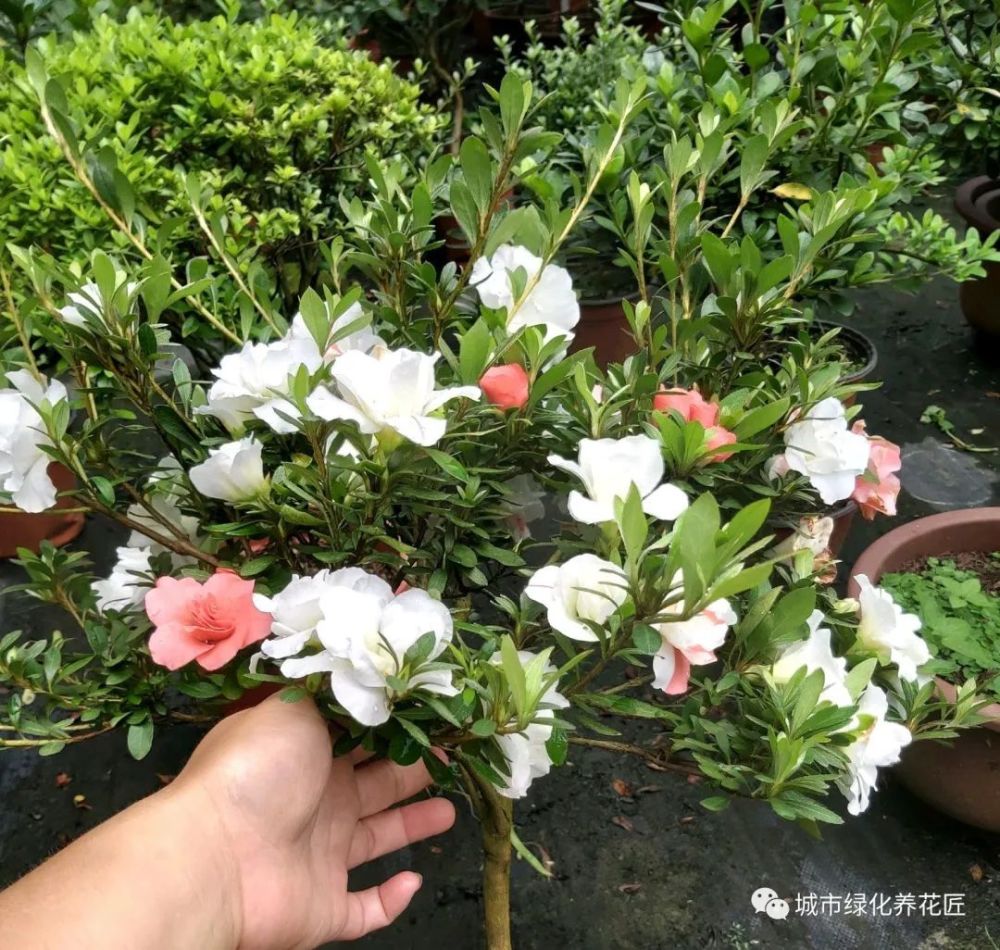 其实看到网友的盆土搭配,就知道很舍得了,鹿沼土养杜鹃花本来就是好
