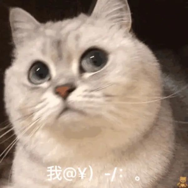 表情包 猫生气表情包