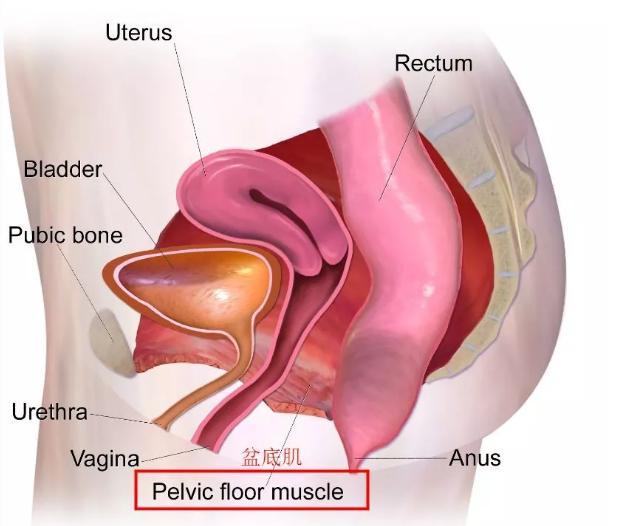 教你四个动作，产后修复盆底肌，让你身材如同杨幂一样完美