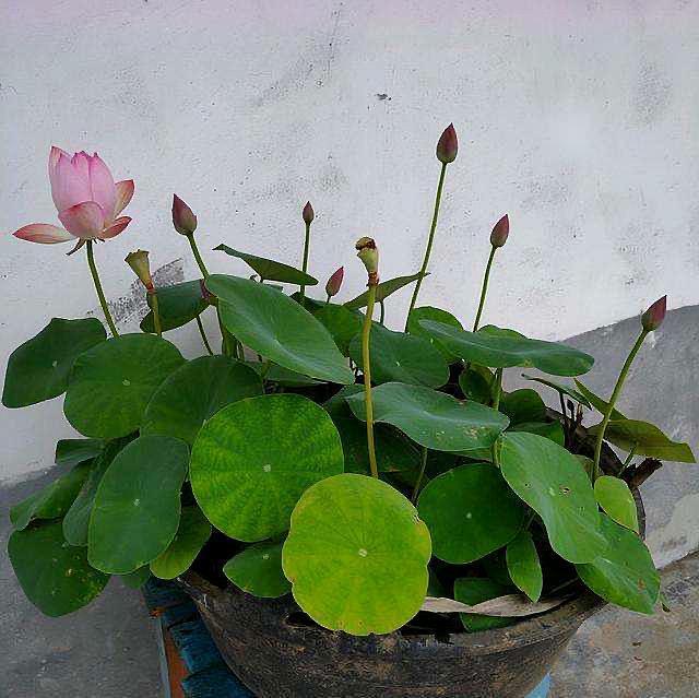 盆栽碗莲的种植方法记住3步花大叶美花期更长