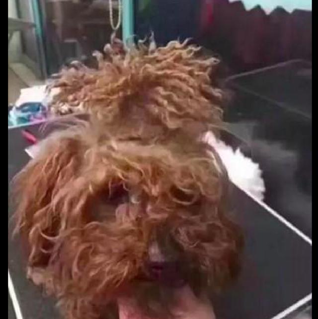 主人给泰迪扎的辫子打结了，剪掉后再看它好想笑，怎么就秃顶了？