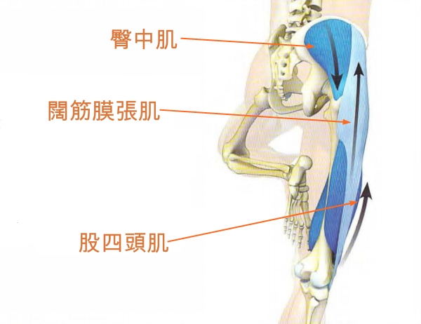 使用弯曲腿的臀中肌和阔筋膜张肌来伸展膝盖朝向身体的外侧,并且感受