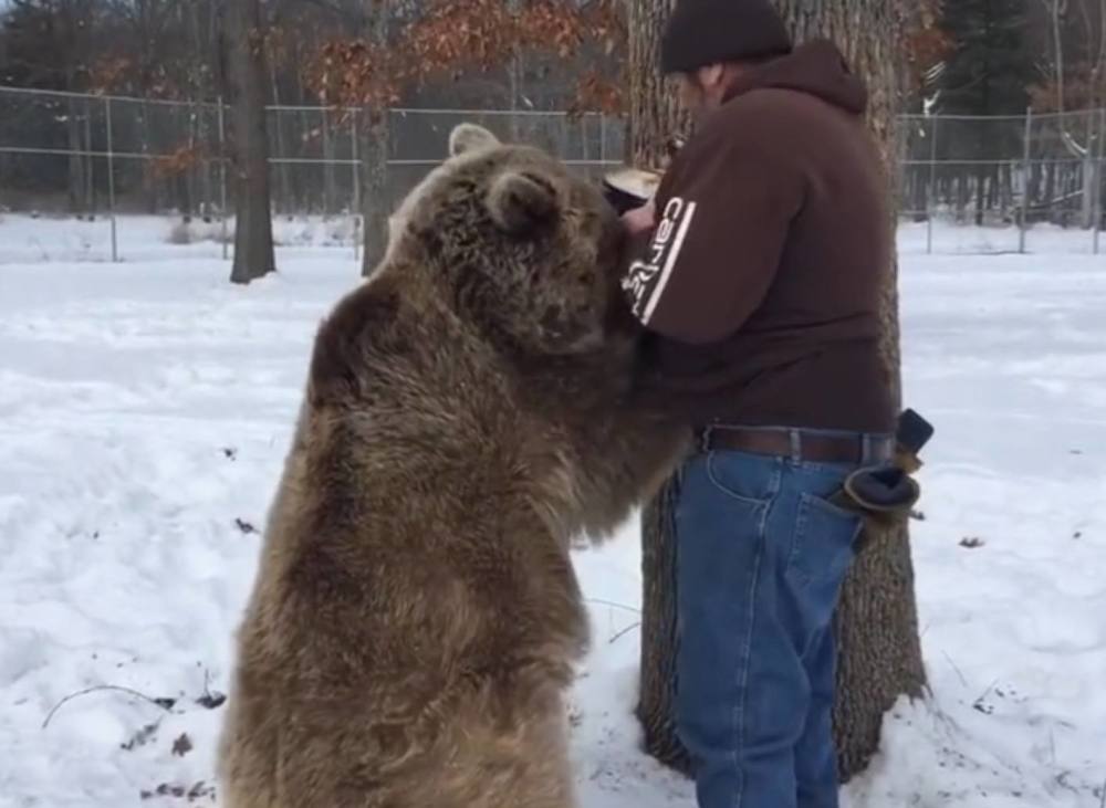 俄罗斯小伙偶遇一头棕熊,往熊身上扔雪球,熊的反应太搞笑了