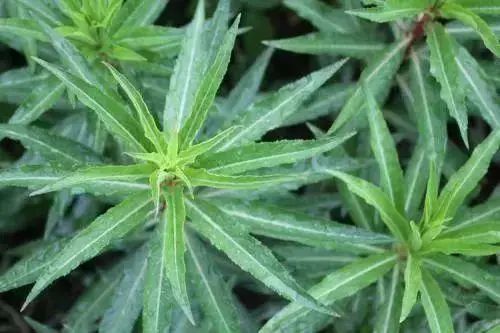 一种神仙草,退黄化湿,利水消肿