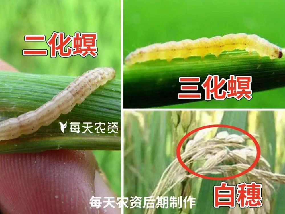 二化螟,三化螟危害特征基本相似,受害的水稻心部发生干枯,出现枯心苗