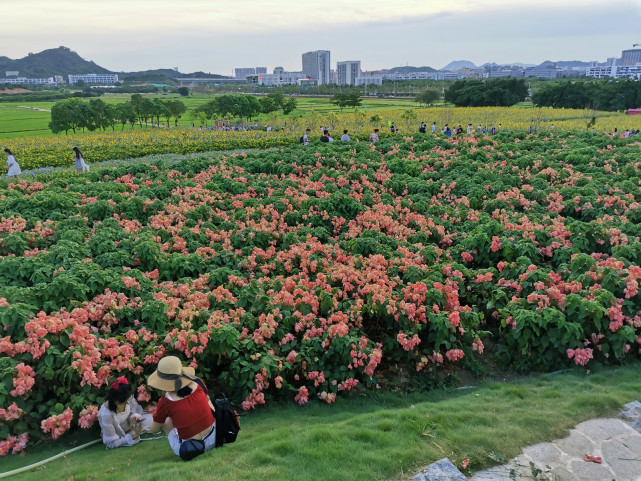 深圳隐藏着一片田野,从市区出发不到1小时,就能看到