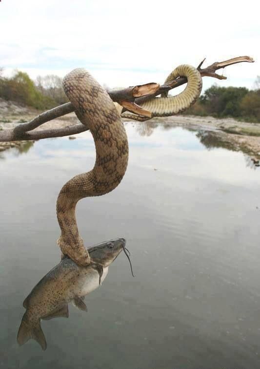 10,一条蛇挂在枯树枝上,它对水面的鱼展开了进攻.