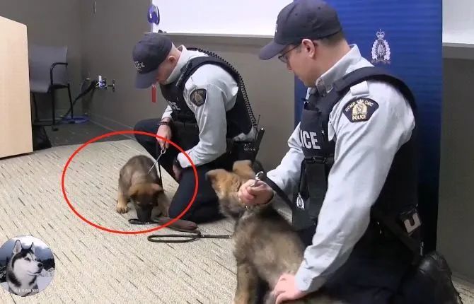有撒娇的,有睡觉的,还有吵架的,小警犬第一天上班都这么混乱吗?